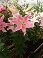 [4314 Pink Robe GA No01.JPG]